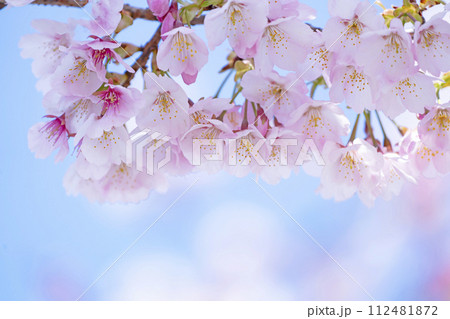 青空バックの桜 112481872