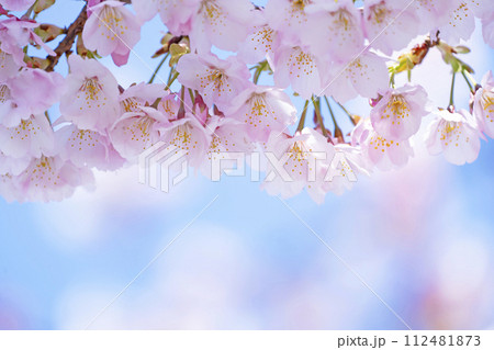 青空バックの桜 青空バックの桜 112481873