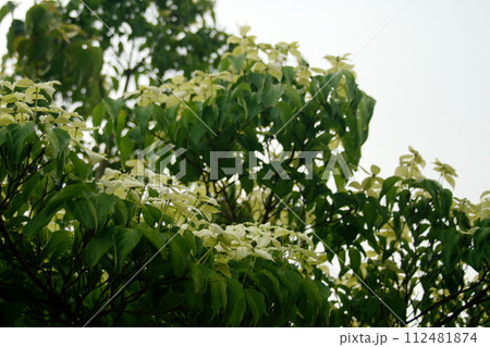 雨に濡れたトキワヤマボウシ 雨に濡れたトキワヤマボウシ 112481874