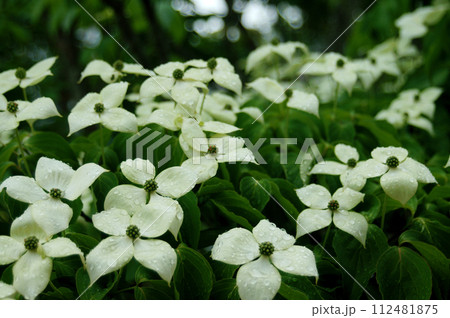 雨に濡れたトキワヤマボウシ 112481875