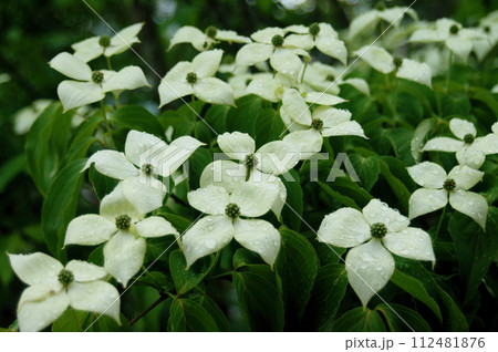 雨に濡れたトキワヤマボウシ 雨に濡れたトキワヤマボウシ 112481876