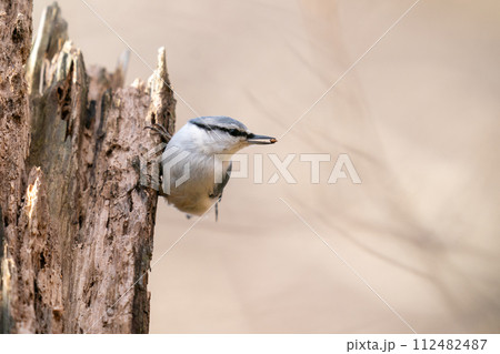 餌を咥えながら朽ちた樹にとまっているゴジュウカラ 餌を咥えながら朽ちた樹にとまっているゴジュウカラ 112482487