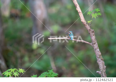 木の枝にとまってあたりの様子を伺っているカワセミ 112482521