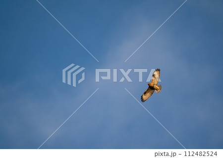 大空を背景に獲物を探して飛翔するノスリ 112482524