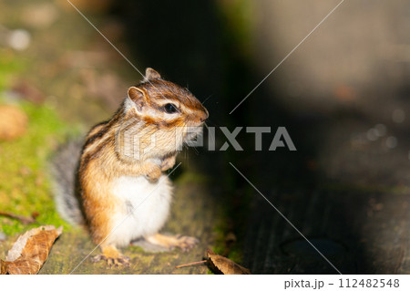 頬袋をパンパンにして餌を探しているエゾシマリス 頬袋をパンパンにして餌を探しているエゾシマリス 112482548