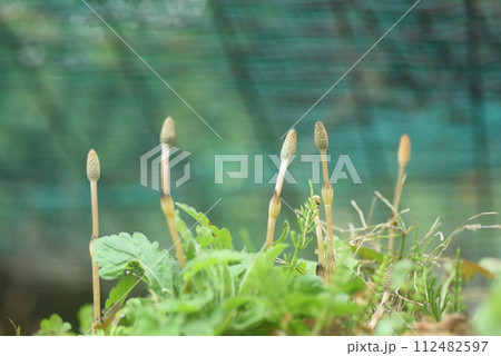春の光を浴びる植物 ツクシ 春の光を浴びる植物 ツクシ 112482597