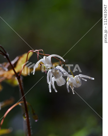 日本固有種のトキワイカリソウ 112483047
