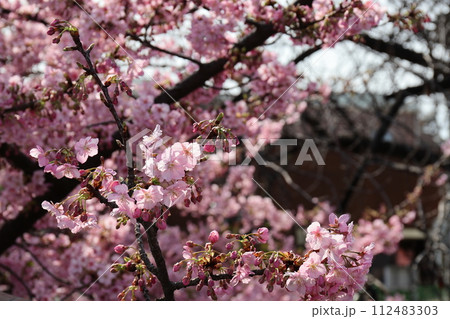 ピンク色の花をつける河津桜 ピンク色の花をつける河津桜 112483303