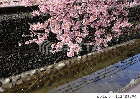 川沿いに咲く河津桜 112483304