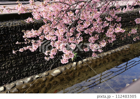 川沿いに咲く河津桜 川沿いに咲く河津桜 112483305