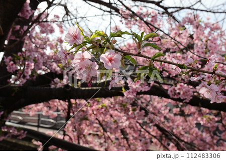 ピンク色の花をつける河津桜 ピンク色の花をつける河津桜 112483306