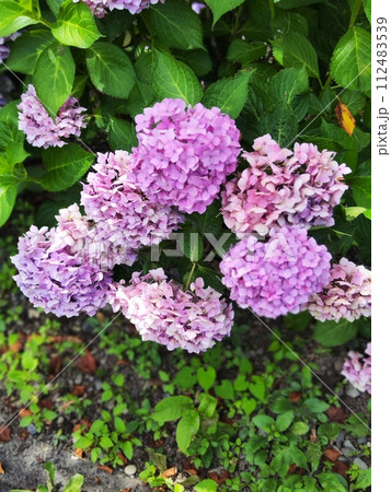 訪れる人を魅了する「紫陽花ロード」 訪れる人を魅了する「紫陽花ロード」 112483539