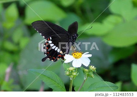 沖縄県国頭郡今帰仁村　南西諸島で見られる蝶シロオビアゲハのベニモン型 112483553