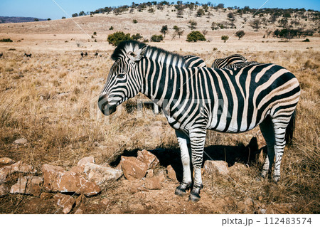 Wildlife preserve in Gauteng Wildlife preserve in Gauteng 112483574