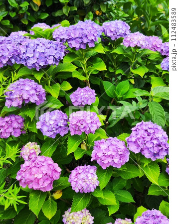 訪れる人を魅了する「紫陽花ロード」 訪れる人を魅了する「紫陽花ロード」 112483589