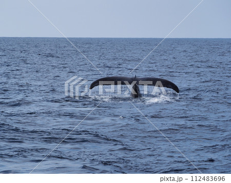ザトウクジラ　フルークアップ 112483696