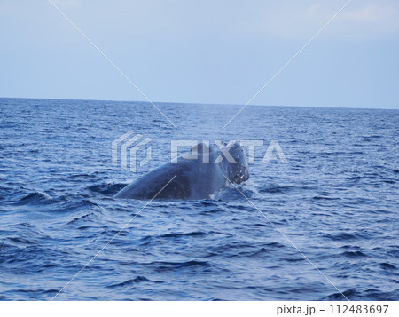 ザトウクジラ　ブロー 112483697