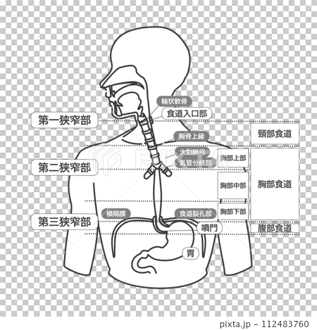 單色線條畫型插圖，附有食道結構的文字解釋 112483760
