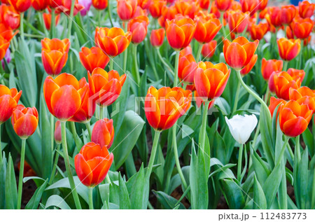 red tulips in the garden 112483773