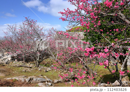 沖縄県国頭郡今帰仁村今泊　日本一早咲きの種類の一つである琉球寒緋桜と世界文化遺産の今帰仁城跡の石垣 112483826