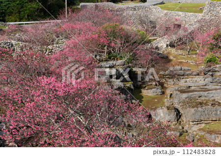 沖縄県国頭郡今帰仁村今泊　日本一早咲きの種類の一つである琉球寒緋桜と世界文化遺産の今帰仁城跡の石垣 112483828