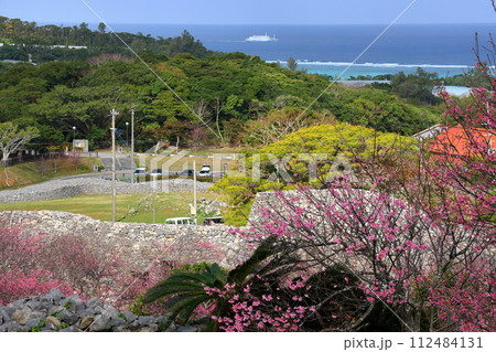 沖縄県国頭郡今帰仁村今泊 海も見える世界文化遺産今帰仁城跡の、日本一早咲きの種類の一つ琉球寒緋桜 沖縄県国頭郡今帰仁村今泊 海も見える世界文化遺産今帰仁城跡の、日本一早咲きの種類の一つ琉球寒緋桜 112484131