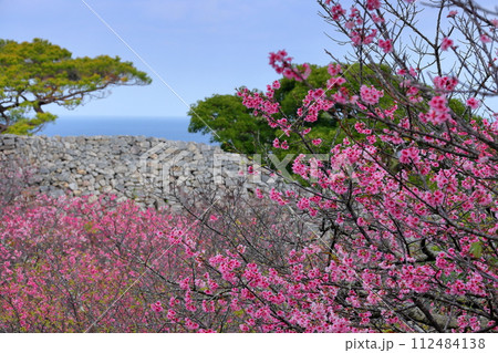 沖縄県国頭郡今帰仁村今泊　海も見える世界文化遺産今帰仁城跡の、日本一早咲きの種類の一つ琉球寒緋桜 112484138