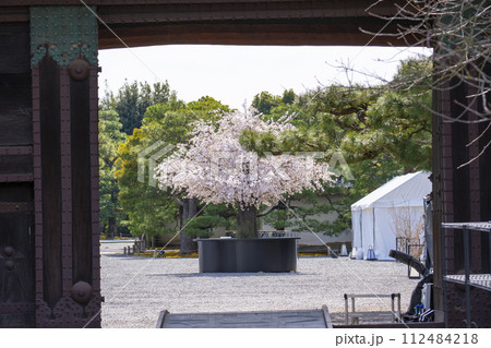 京都 二条城 土蔵の門から見える桜の木 京都 二条城 土蔵の門から見える桜の木 112484218