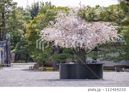 京都 二条城 土蔵の門から見える桜の木 京都 二条城 土蔵の門から見える桜の木 112484220