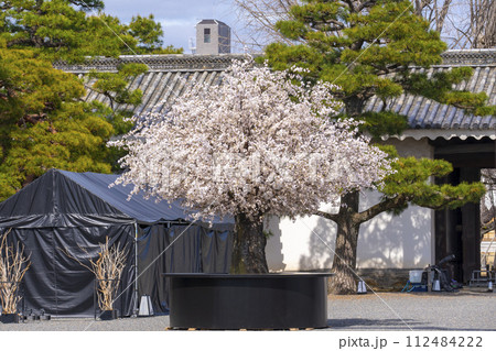京都 二条城 台所・御清所周辺 桜の木 京都 二条城 台所・御清所周辺 桜の木 112484222