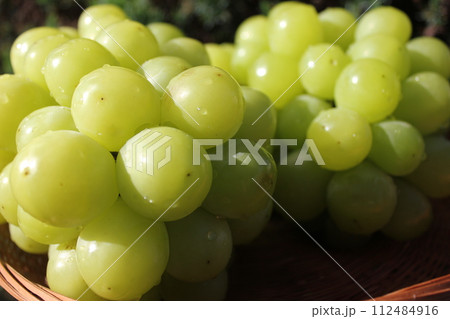 ~葡萄~ ○◯*+○シャインマスカット○+◯*○。 ~葡萄~ ○◯*+○シャインマスカット○+◯*○。 112484916