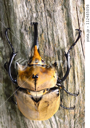 エレファントゾウカブトの樹木の上で 112485056