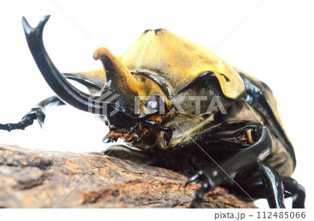エレファントゾウカブトの樹木の上で エレファントゾウカブトの樹木の上で 112485066