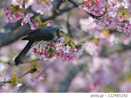 ヒヨドリ 112485292