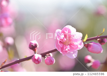 桃の花 桃の花 112485596