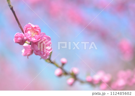 桃の花 112485602