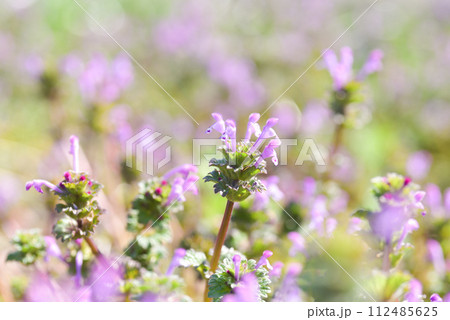 ホトケノザ 112485625