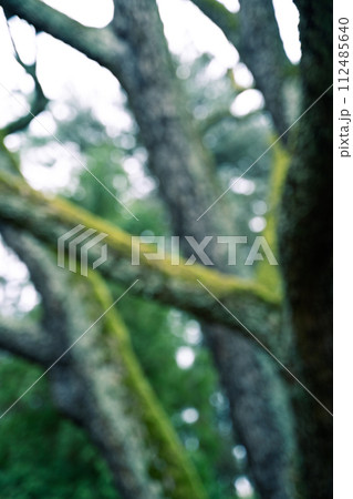 A dense forest filled with tall trees, numerous branches, and lush foliage A dense forest filled with tall trees, numerous branches, and lush foliage 112485640