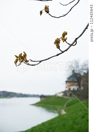 A spring blooming twig extends over water, blending with the sky near river A spring blooming twig extends over water, blending with the sky near river 112485643