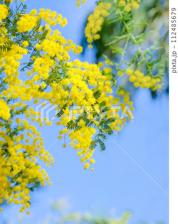 爽やかなミモザの花 112485679
