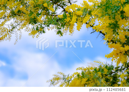 ミモザの花の額縁 112485681