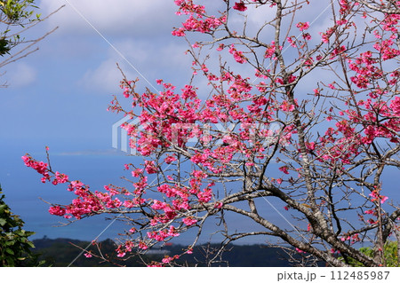 沖縄県国頭郡本部町　もとぶ八重岳桜まつり会場の早咲きの琉球寒緋桜とさくら越しの海 112485987
