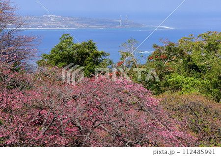 沖縄県国頭郡本部町　もとぶ八重岳桜まつり会場の早咲きの琉球寒緋桜とさくら越しの海 112485991