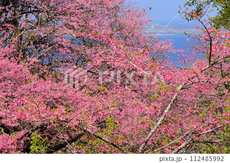 沖縄県国頭郡本部町　もとぶ八重岳桜まつり会場の早咲きの琉球寒緋桜とさくら越しの海 112485992