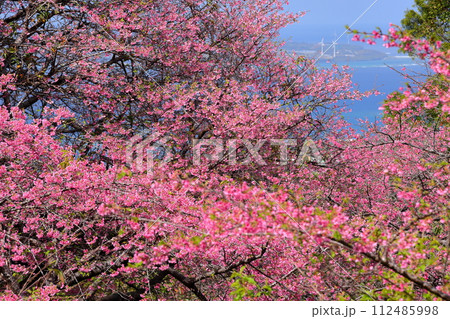沖縄県国頭郡本部町　もとぶ八重岳桜まつり会場の早咲きの琉球寒緋桜とさくら越しの海 112485998