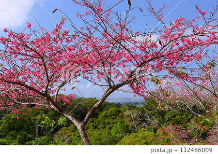 沖縄県国頭郡本部町　もとぶ八重岳桜まつり会場の早咲きの琉球寒緋桜とさくら越しの海 112486009