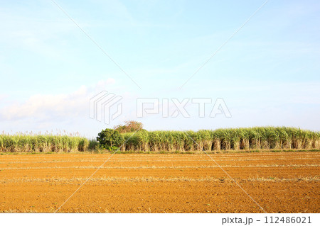 宮古島のさとうきび畑、冬 112486021