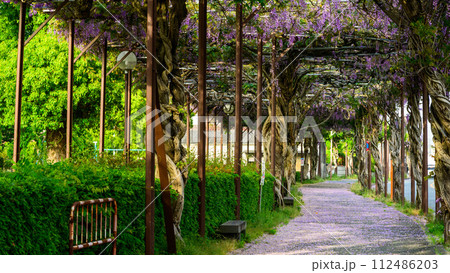 うららかな春の陽ざしに映える藤棚(藤の木)トンネル風景「八女鉄道記念公園のトンネル藤」(八女市) うららかな春の陽ざしに映える藤棚(藤の木)トンネル風景「八女鉄道記念公園のトンネル藤」(八女市) 112486203