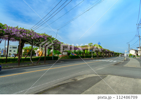 うららかな春風空を背景に藤の花トンネル風景「八女鉄道記念公園のトンネル藤」(八女市) 112486709