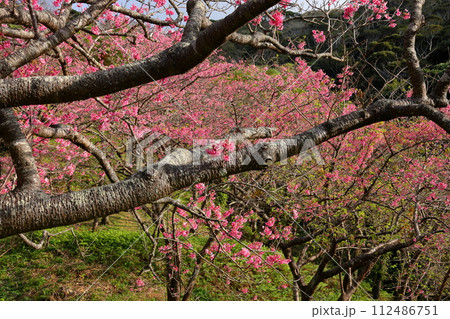 沖縄県国頭郡本部町 もとぶ八重岳桜まつり会場の満開の琉球寒緋桜 沖縄県国頭郡本部町 もとぶ八重岳桜まつり会場の満開の琉球寒緋桜 112486751